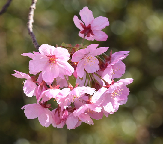 Z63_0384.JPG