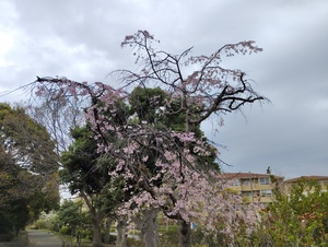 枝垂れ桜.jpeg