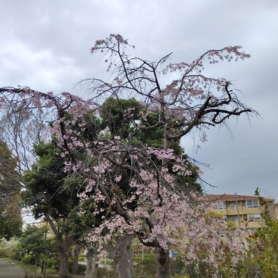 枝垂れ桜.jpeg