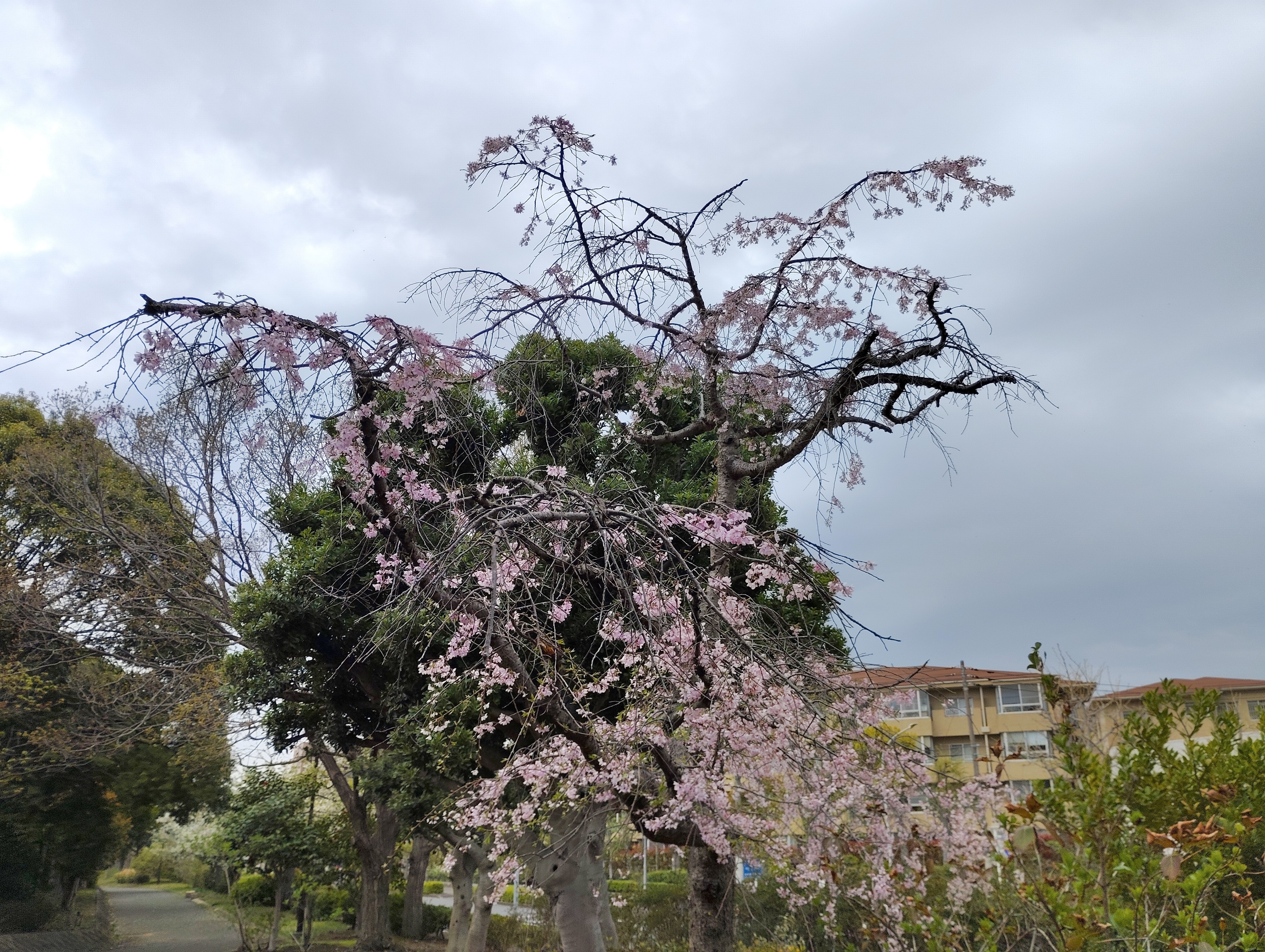枝垂れ桜.jpeg