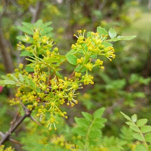 IMG_20260406_164512184.jpg