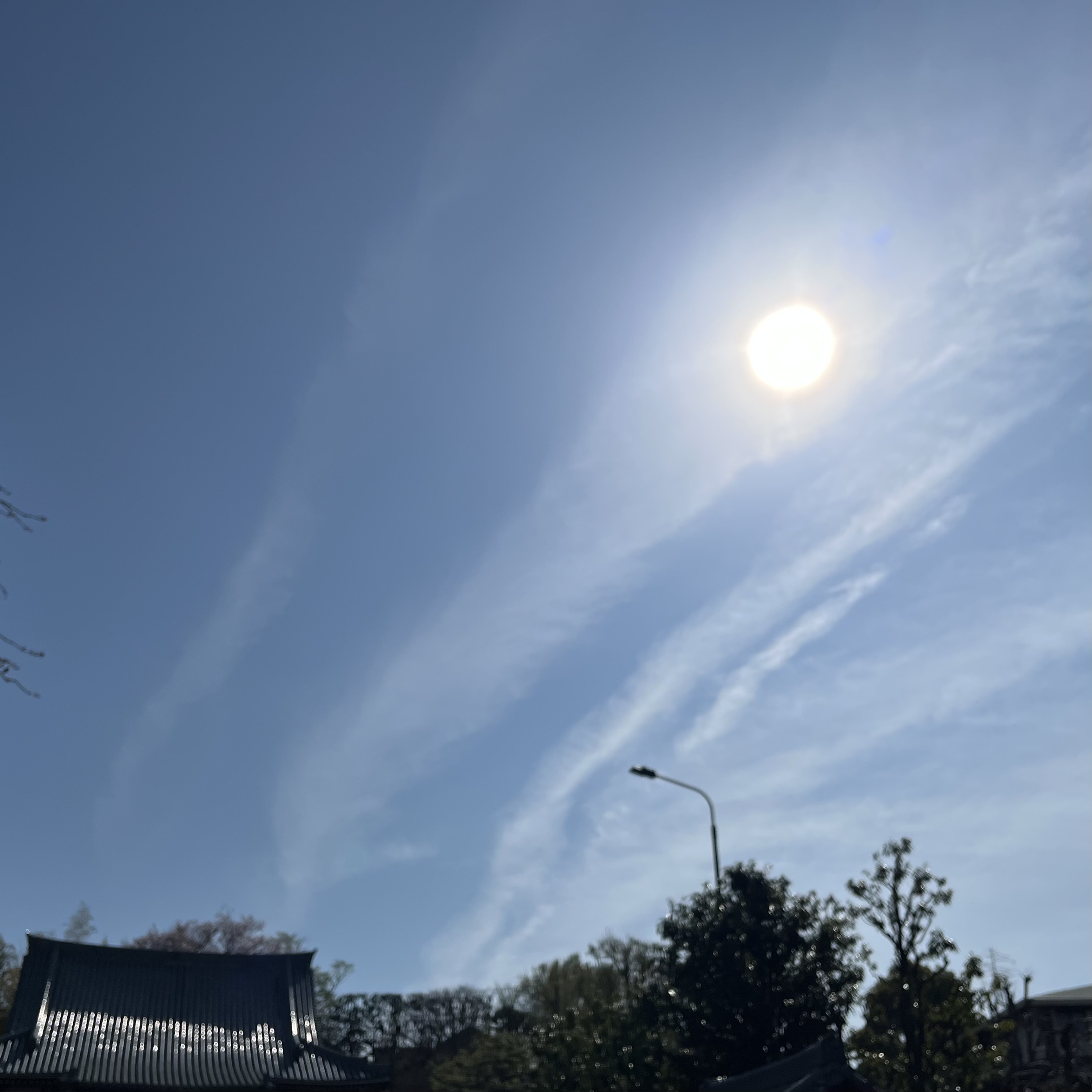 IMG_2981.jpeg