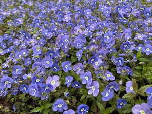 IMG_2050.jpeg