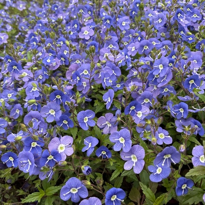 IMG_2050.jpeg
