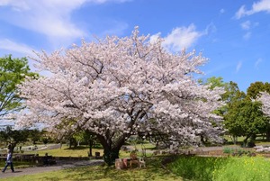img_1_1775537053232.jpg