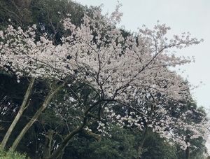 IMG_9596.jpeg