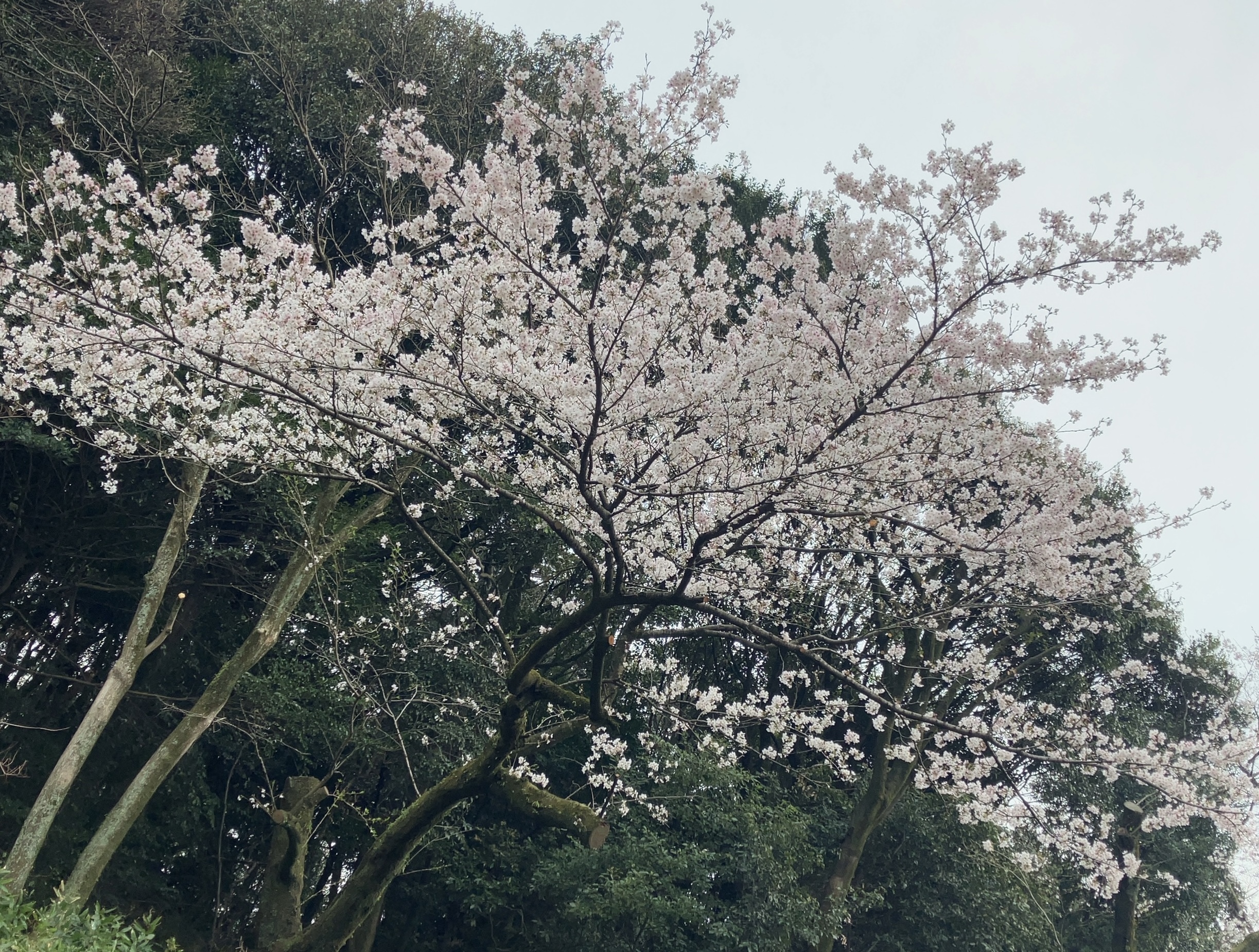 IMG_9596.jpeg