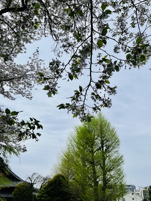 IMG_2988.jpeg