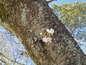 IMG_20260324_121714326.jpg