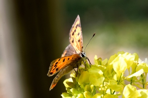 IMGP2121.jpg