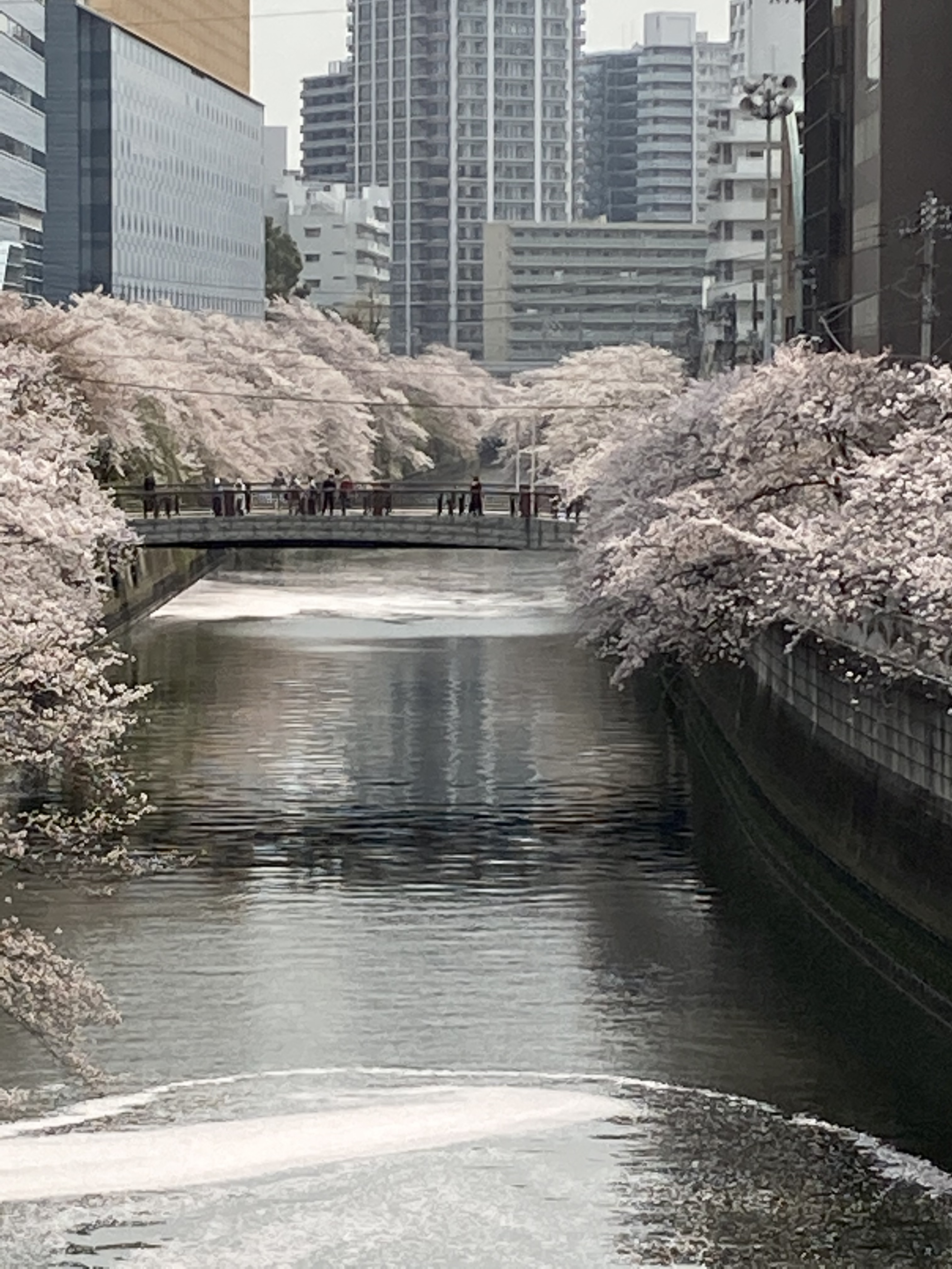 IMG_2498.jpeg
