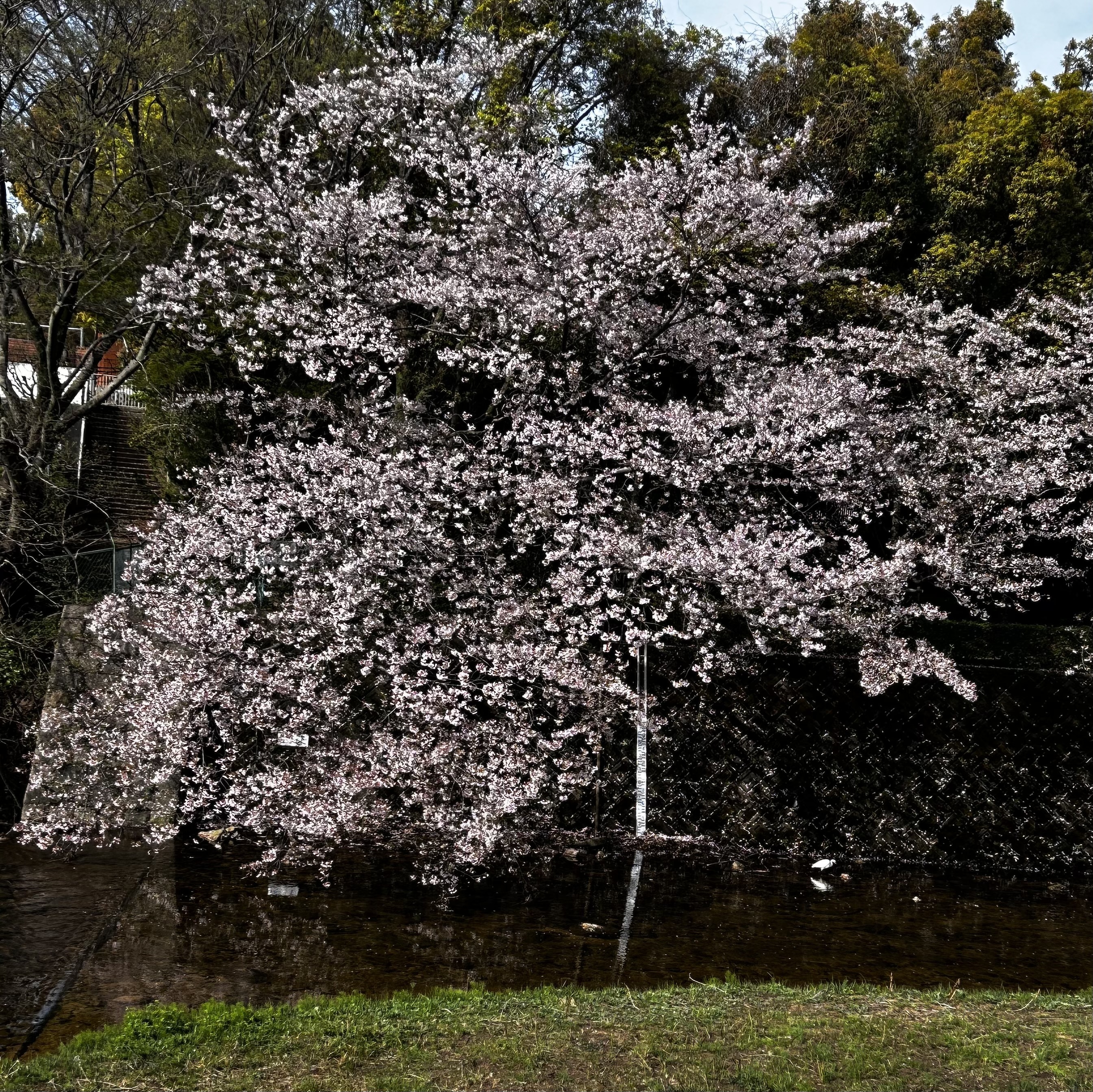 IMG_5165.jpeg