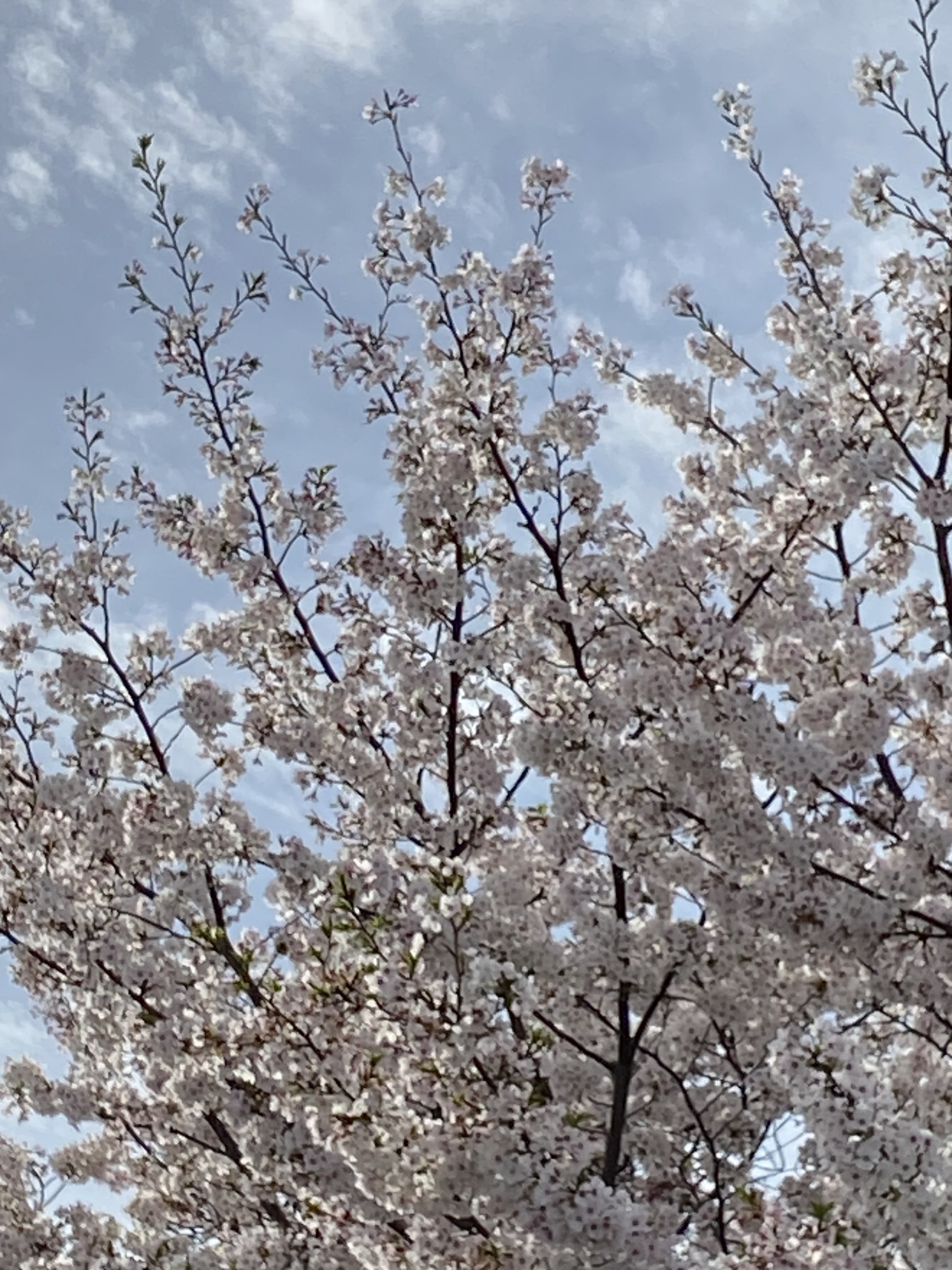 IMG_1301.jpeg