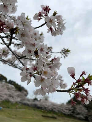 IMG_0033.jpeg
