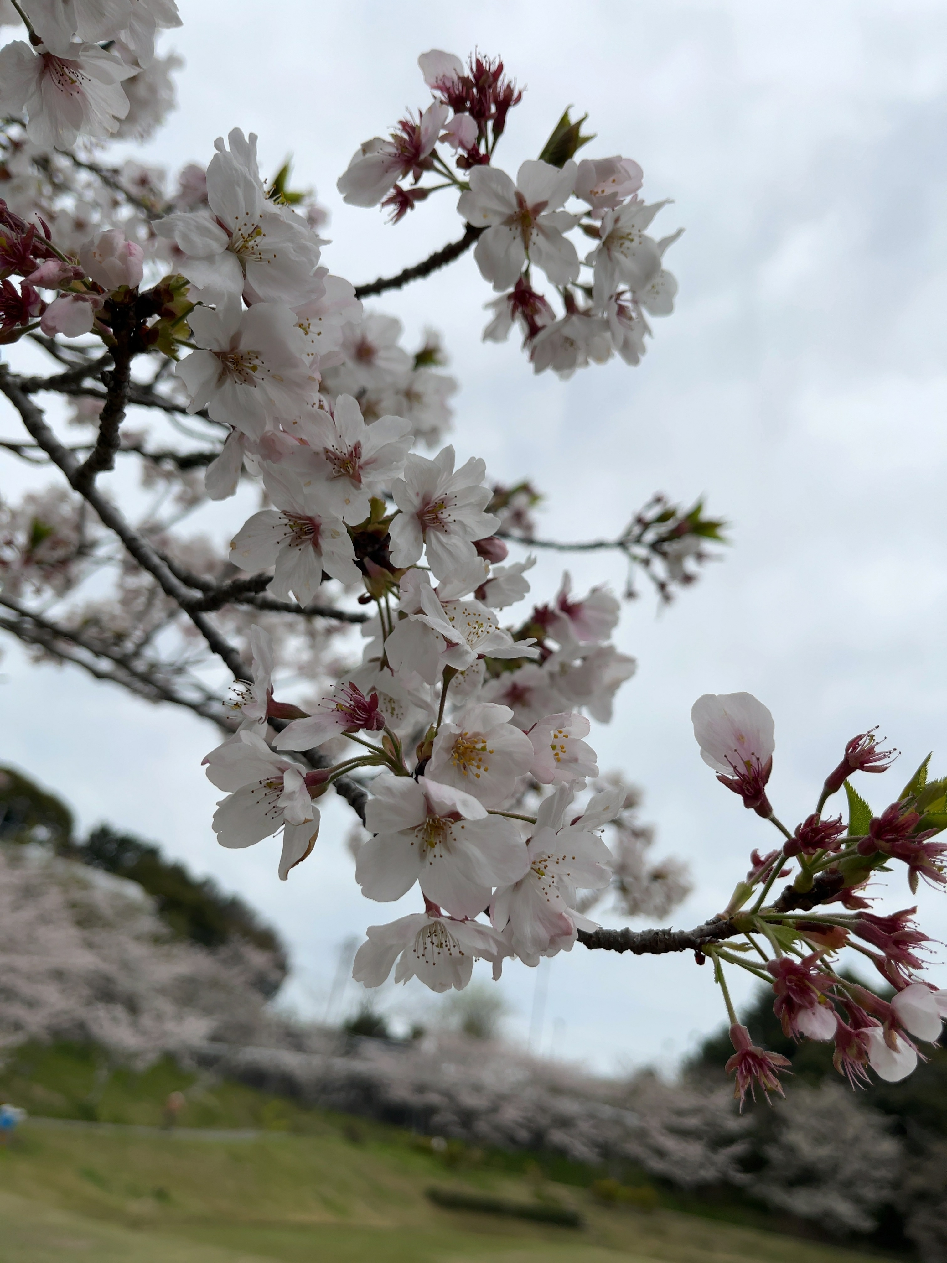 IMG_0033.jpeg