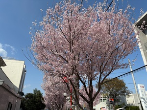 IMG_6161.JPG
