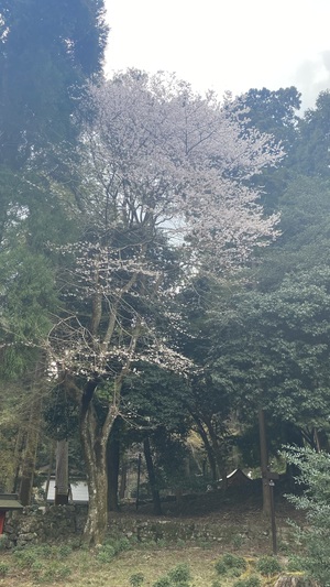 IMG_9528.jpeg