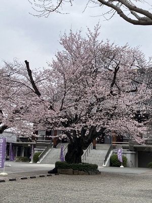 IMG_7976.jpeg