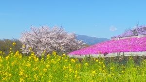 DSC_2462.JPG