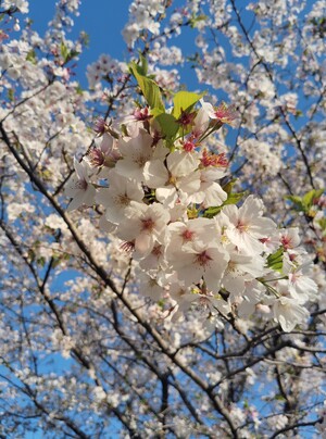 IMG_20260408_065609_2.jpg