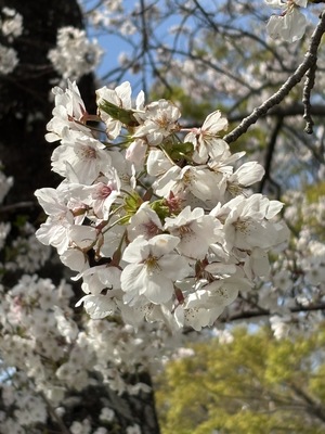 IMG_2932.jpeg
