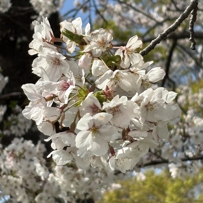 IMG_2932.jpeg