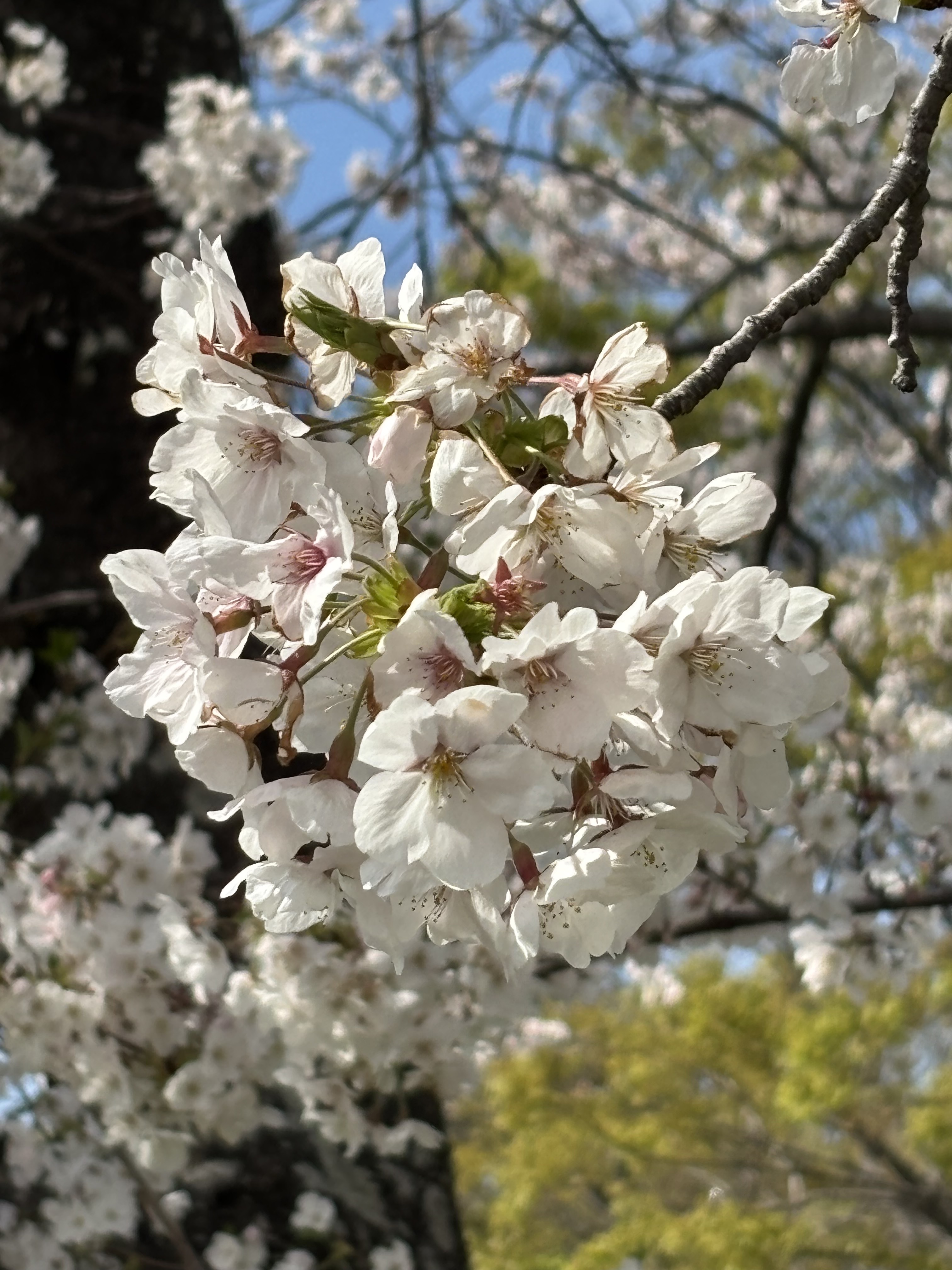 IMG_2932.jpeg