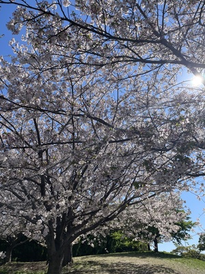 IMG_9050.jpeg