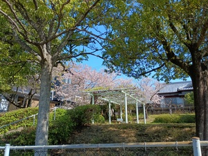 IMG_20260408_094555_1.jpg