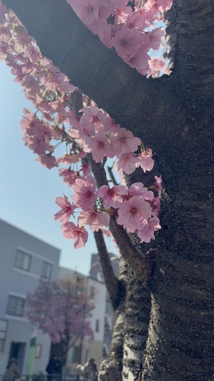 IMG_9415.jpeg