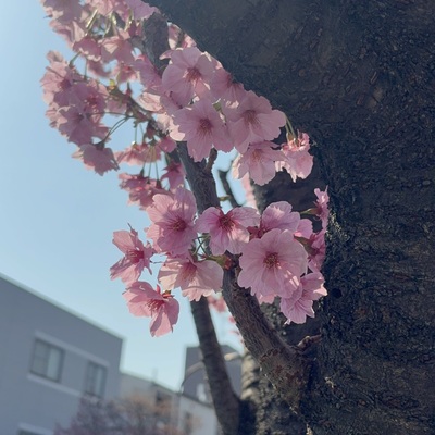 IMG_9415.jpeg