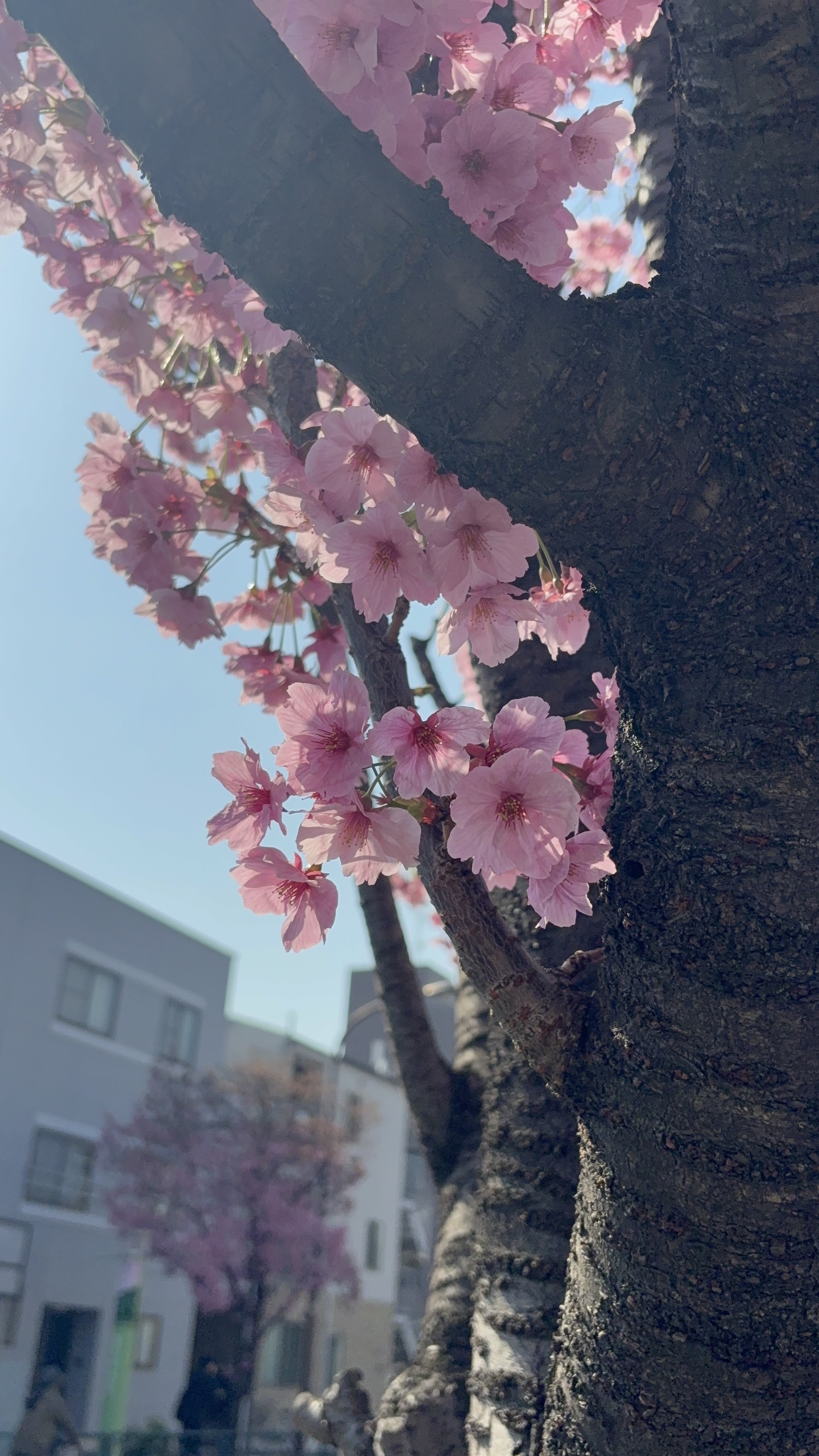 IMG_9415.jpeg