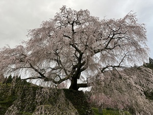IMG_8655.jpeg