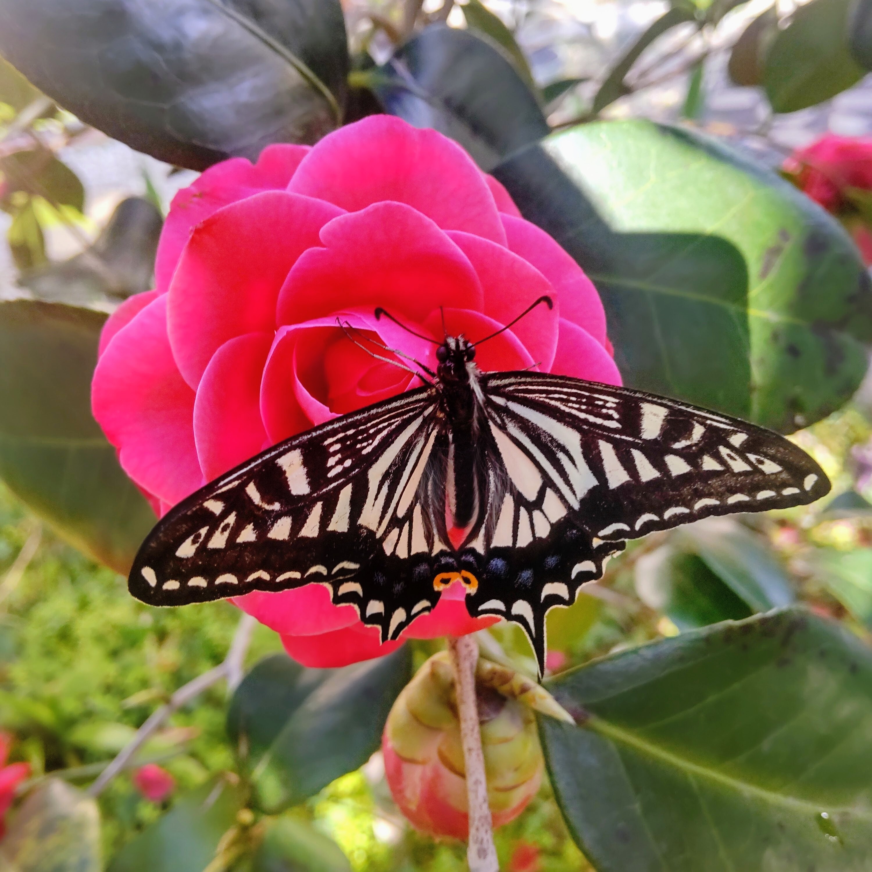 DSC_0797_2.JPG