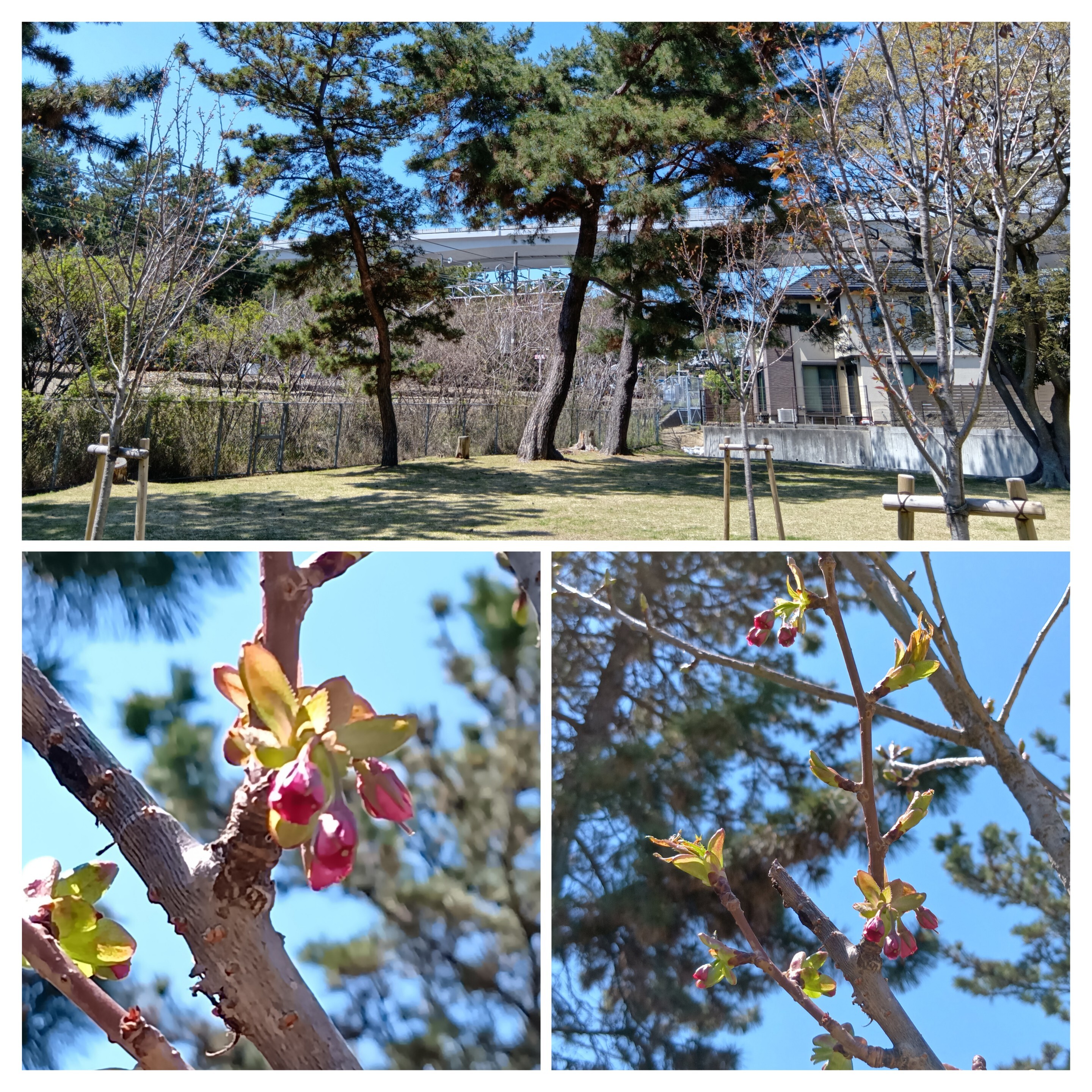 20260408_134027-COLLAGE.jpg
