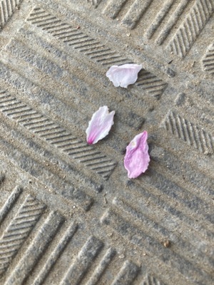 IMG_4596.jpeg