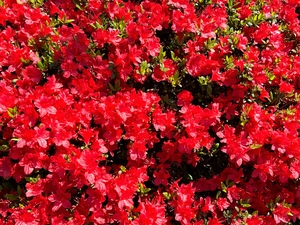 IMG_4415.jpeg