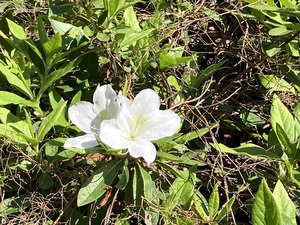 IMG_7279.jpeg