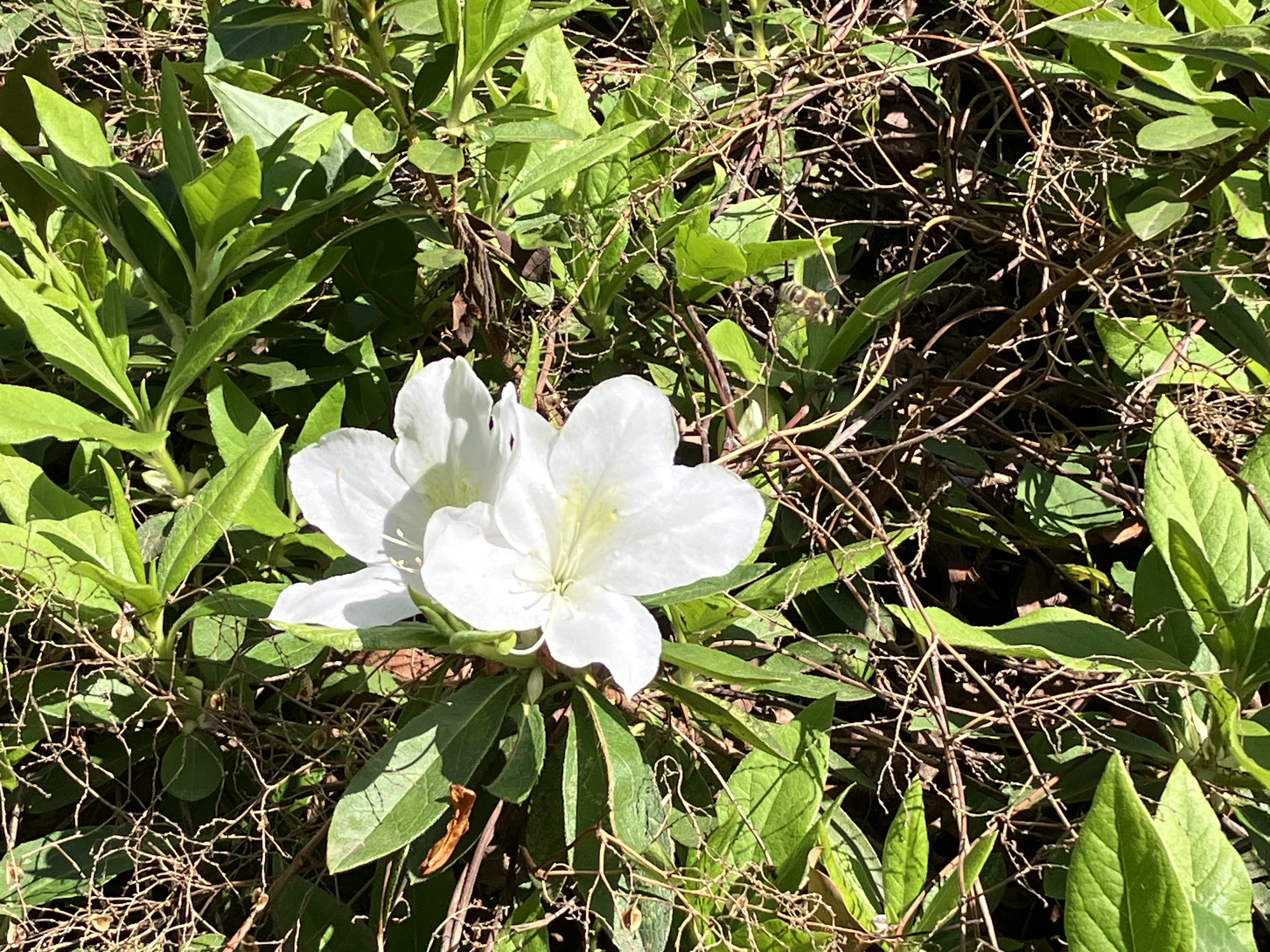IMG_7279.jpeg