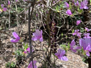 IMG_7268.jpeg