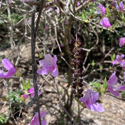 IMG_7268.jpeg