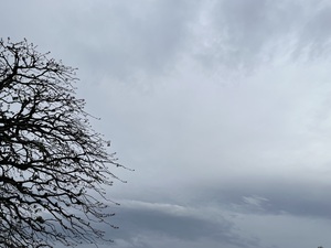 IMG_2984.jpeg