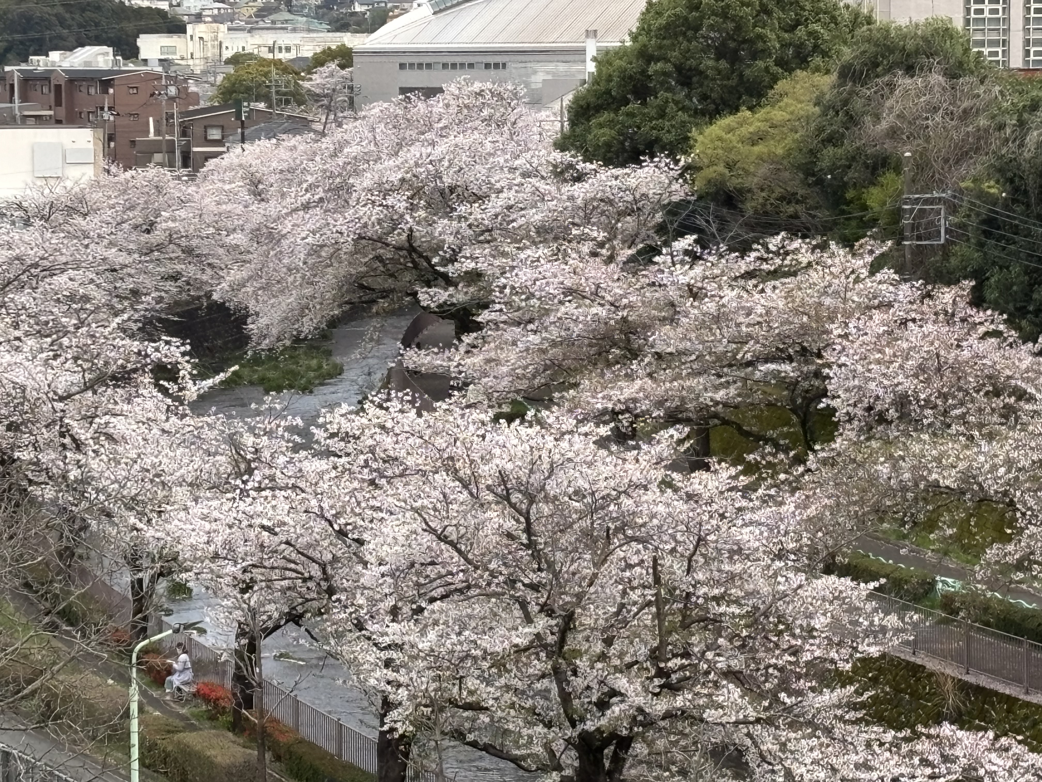 IMG_4632.jpeg