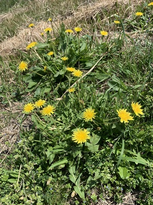 IMG_0015.jpeg