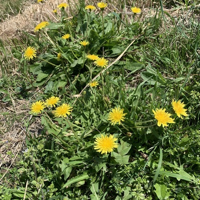 IMG_0015.jpeg
