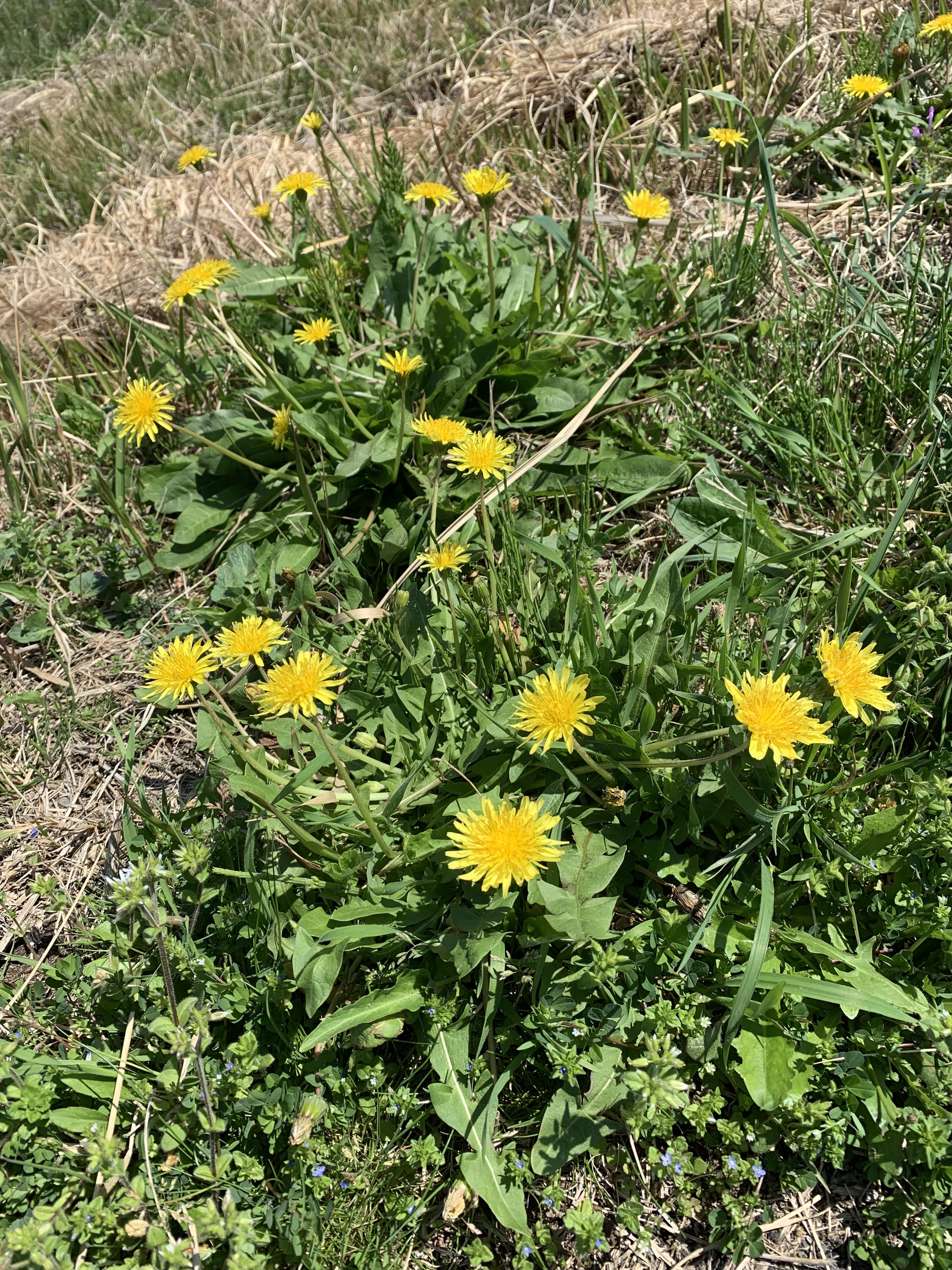 IMG_0015.jpeg