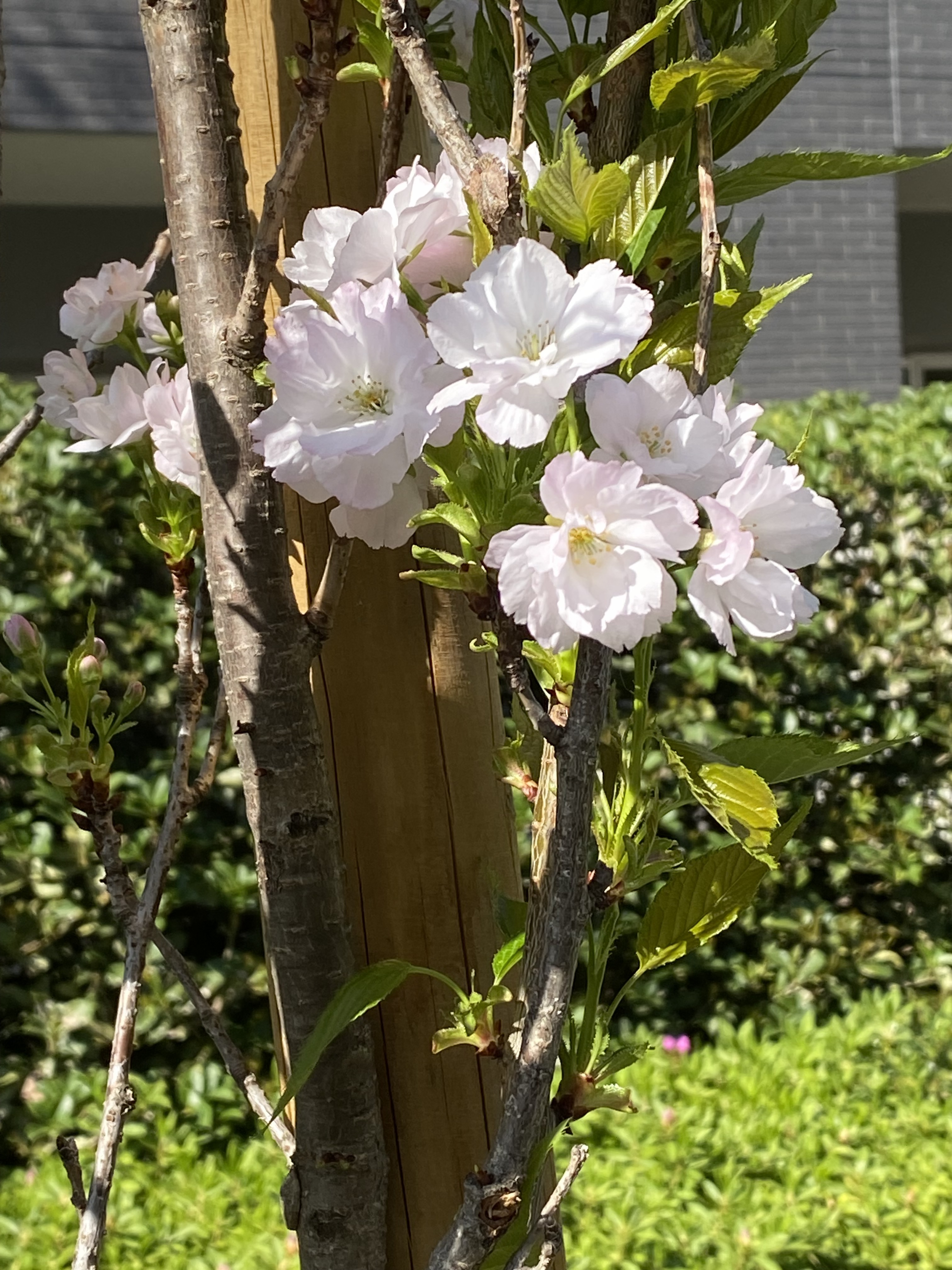 IMG_0743.jpeg