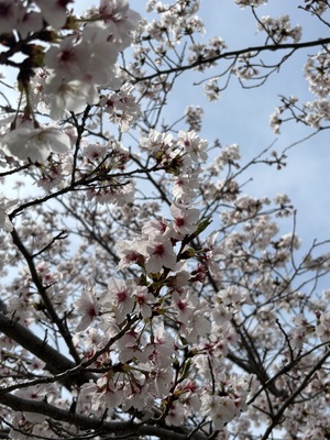IMG_4205.jpeg