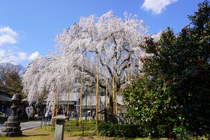 DSC02875足羽神社lt.jpg