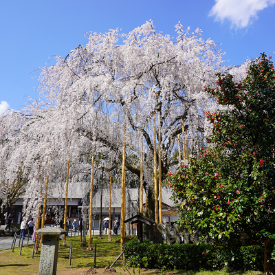 DSC02875足羽神社lt.jpg